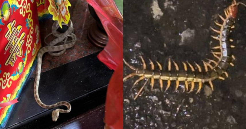 南投名間鄉的「天受宮」靈蛇今年尚未現身，反而出現大蜈蚣。（圖／翻攝自Facebook／松柏嶺天受宮北極玄天上帝）