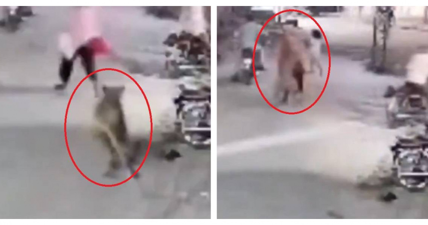 巴基斯坦一隻家養獅子逃出住家後，在街頭猛撲婦女與兩名孩童，事發時飼主竟露出笑意，引爆輿論憤怒。（圖／翻攝自CCTV）