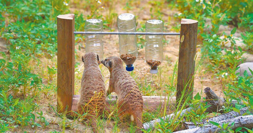 新竹市立動物園內的狐獴體驗「轉轉覓食遊具」，觀察並研究如何取得食物。（圖／新竹市政府提供／中國時報陳育賢新竹傳真）