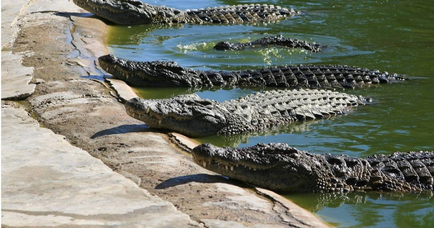 美國一名12歲自閉症男童被母親獨自留在家中，但他卻從未上鎖的窗戶溜了出去，隨即失聯。直到2週後才有當地人在男童住家附近的潟湖發現了他殘缺的屍體，推測他遭到鱷魚襲擊身亡。（示意圖／翻攝pixabay）