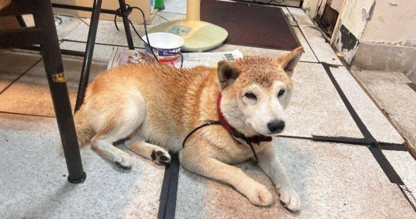 近期午後雷陣雨頻繁，巨響的雷聲常讓犬隻受到驚嚇而逃脫。（圖／翻攝自台北市政府官網）