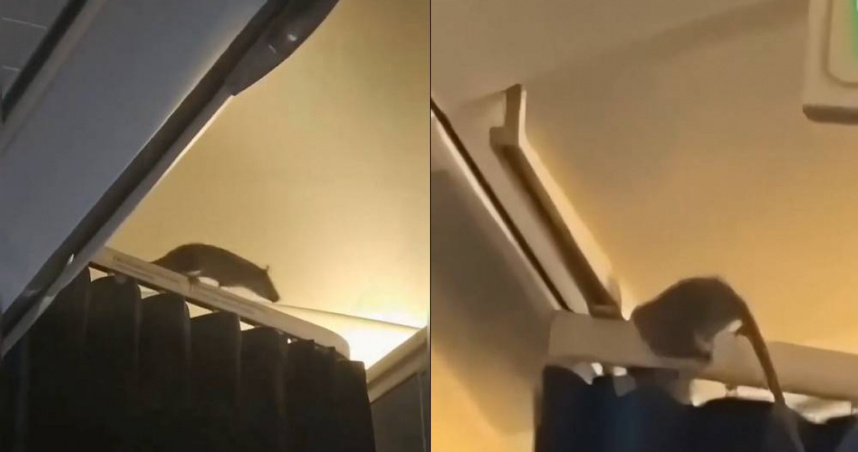 荷蘭皇家航空一架班機在飛行途中竟出現老鼠，最終班機無法完成後續航程，超過250名乘客行程受影響。（圖／翻攝自X／Fahadnaimb）