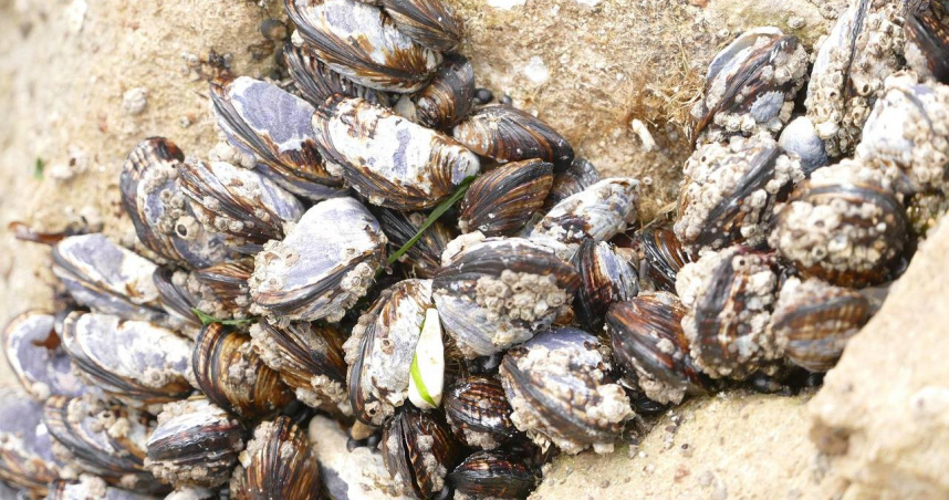 斑驢貽貝大量附著在日內瓦湖取水管線內部，導致冷卻系統嚴重堵塞。（示意圖／Pixabay）
