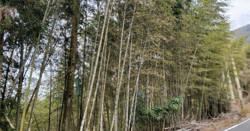 盜筍黑手燒出山林危機，石壁竹林火災扯出逃逸移工內幕。（圖 ／翻攝畫面）