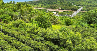 百多年來繁衍至今的依山畔海的朱家港口茶園。（圖／吳德亮攝影）