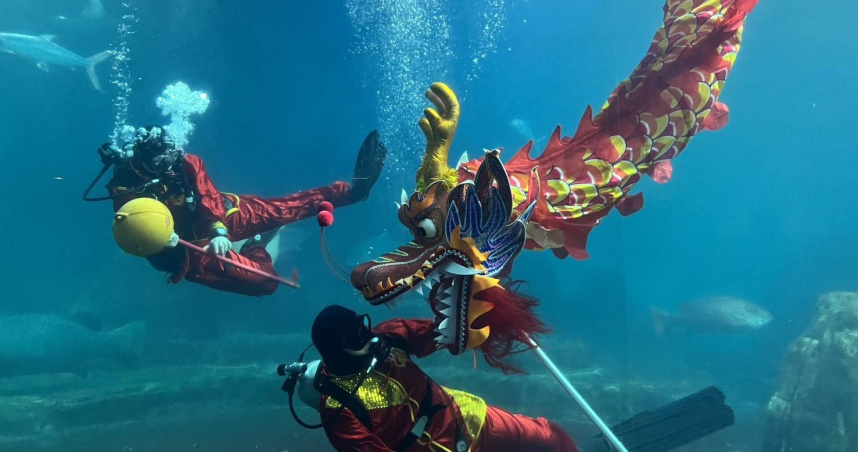 遠雄海洋公園推出限定應景活動，全台唯一水中舞龍餵食秀，祥龍在水中翻騰舞動，領著魚群一同拜年。（圖／花蓮遠雄海洋公園提供）
