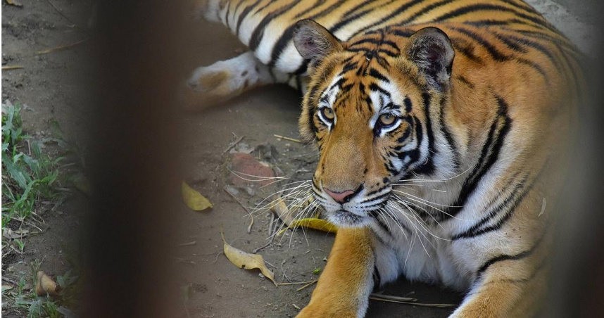 （示意圖非當事老虎／Pixabay）