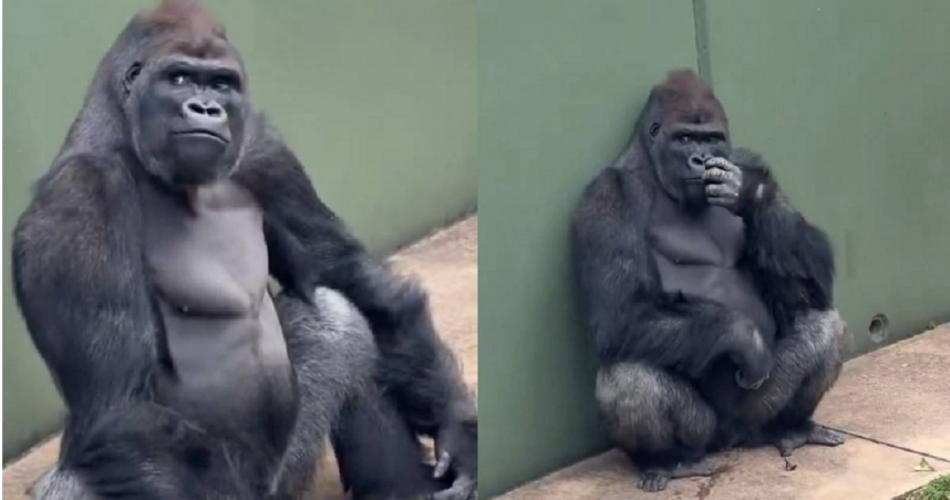 日本東山動植物園「猩二代」清正，最近在社群上引發日本網友熱烈討論。（圖／翻攝自X／sally_goritaro）