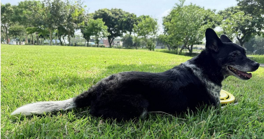 陳小姐已成功尋回愛犬。（圖／翻攝狗狗走失協尋互助 Missing Dogs Taiwan臉書）