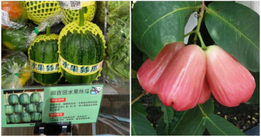 水果天堂在台灣!4種稀有水果「驚見蔬菜披著西瓜皮」