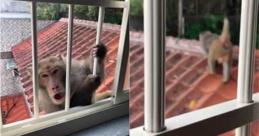 清晨新店猴群出沒 面目猙獰抓鐵窗想闖屋內
