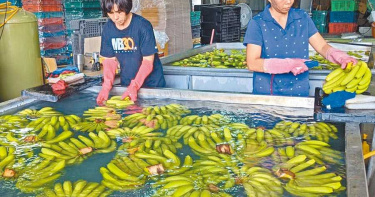 蕉價跌半次級品成堆肥 農民怨政府未積極行銷