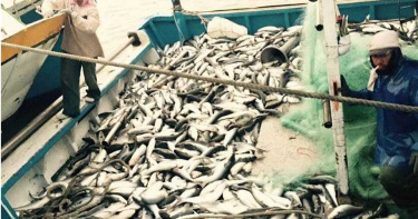 「烏金」不再!彰化烏魚少了近百倍 慘量讓漁民崩潰「油錢都不夠」