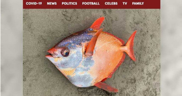 神秘「月魚」遭沖上岸 民眾爭睹罕見「溫血魚」
