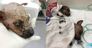 殘忍!惡毒親戚狠潑強酸 5幼犬全身腐蝕、眼球白化