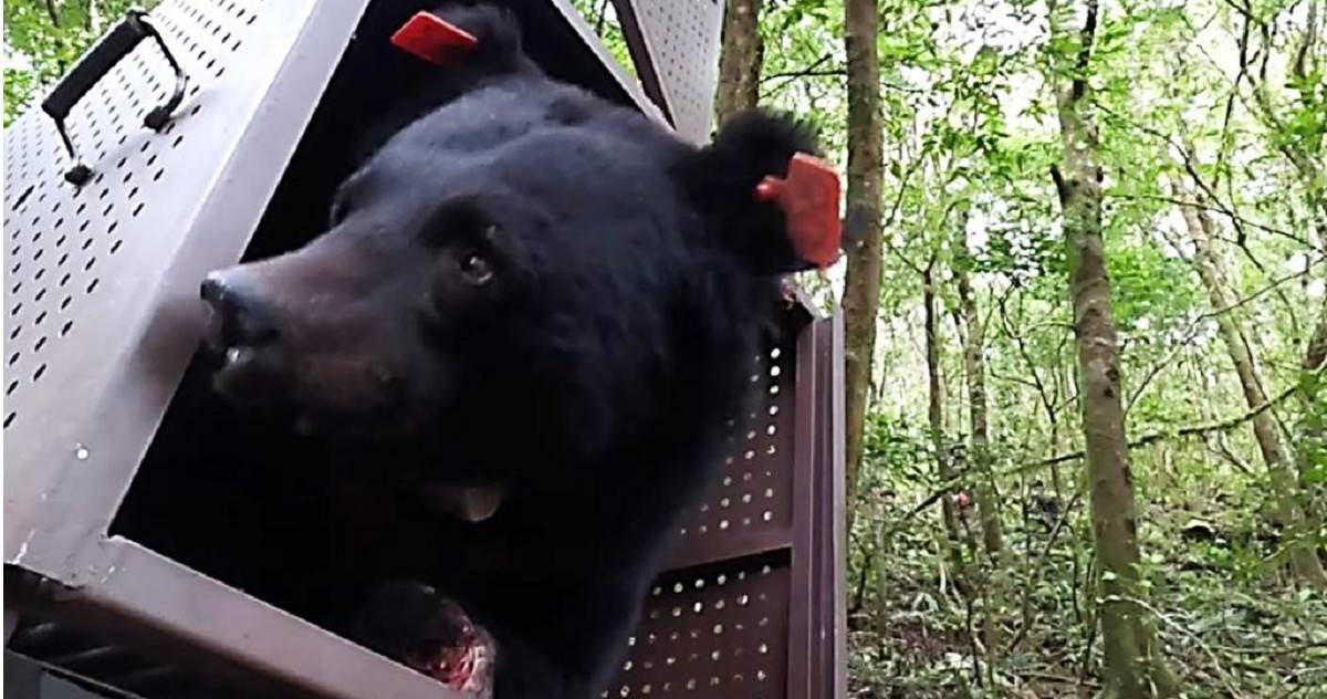 Rescue and Release of Taiwanese Black Bear Hundiv by Taitung Branch of