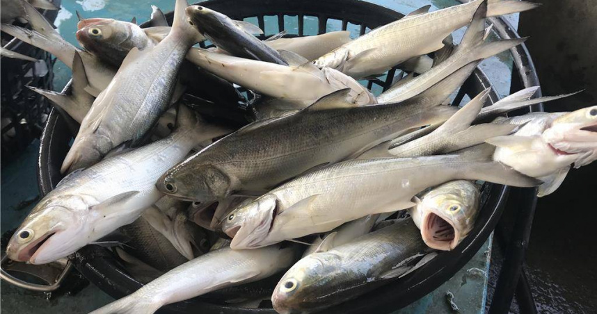 屏東4男潛進私人魚塭偷釣魚，遭法院判刑後，若全都選擇易科罰金，偷釣7條午仔魚的代價需花47萬元解決。圖為午仔魚。（圖／中國時報謝佳潾攝）