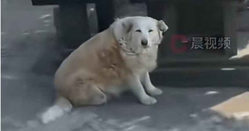 墓園裡面有一隻邊境牧羊犬，在墓園裡邊走邊找供品來吃，胖到體重破50公斤。（圖／抖音）