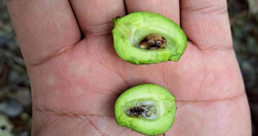 花蓮卓溪鄉、玉里鎮與富里鄉的改良種芒果產區出現開花未結果、果實畸形與空包彈等遲發性災情。（花蓮縣府提供／王志偉花蓮傳真）
