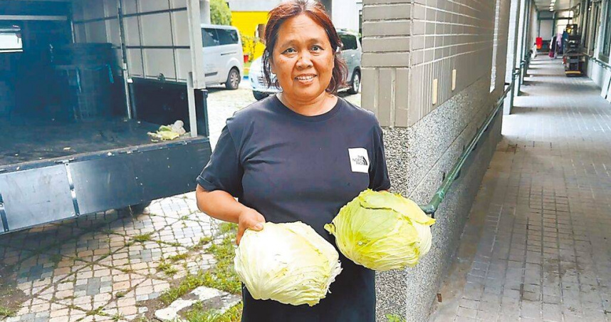 印尼籍女子法蒂拉與丈夫種植的高麗菜遭攤商棄單，所幸在友人協助下於網路發文，短時間內順利將20簍蔬菜全數售罄。（圖／民眾提供／中國時報蕭嘉蕙台東傳真）