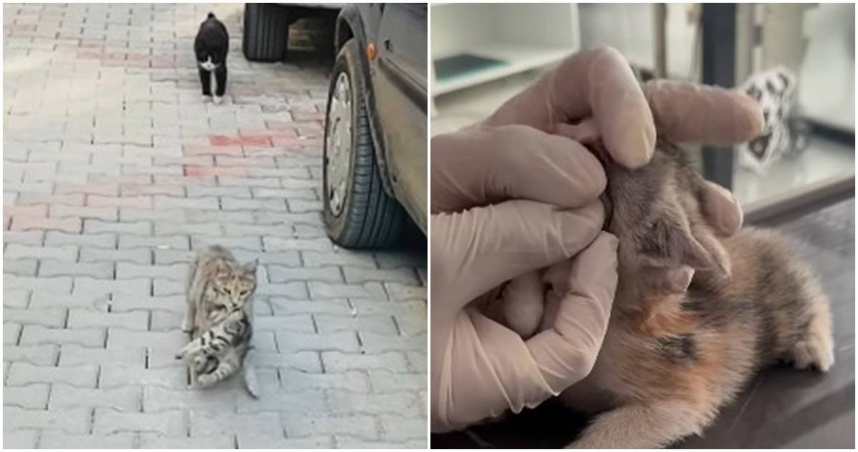 母貓叼生病的小貓來診所求助。（圖／翻攝sungurlupetveteriner IG，下同）