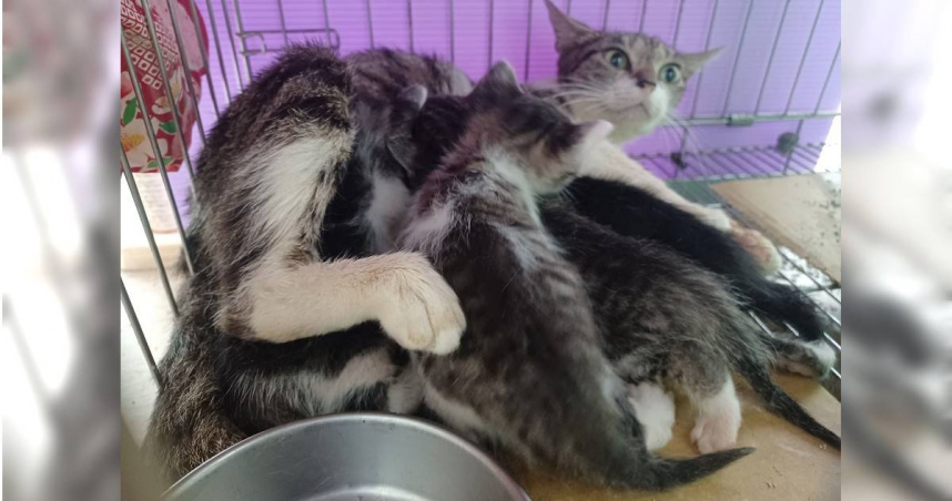 春夏「奶貓奶狗潮」來襲，新北市動保處呼籲勿急著撿走牠們。（圖／新北市動保處提供）