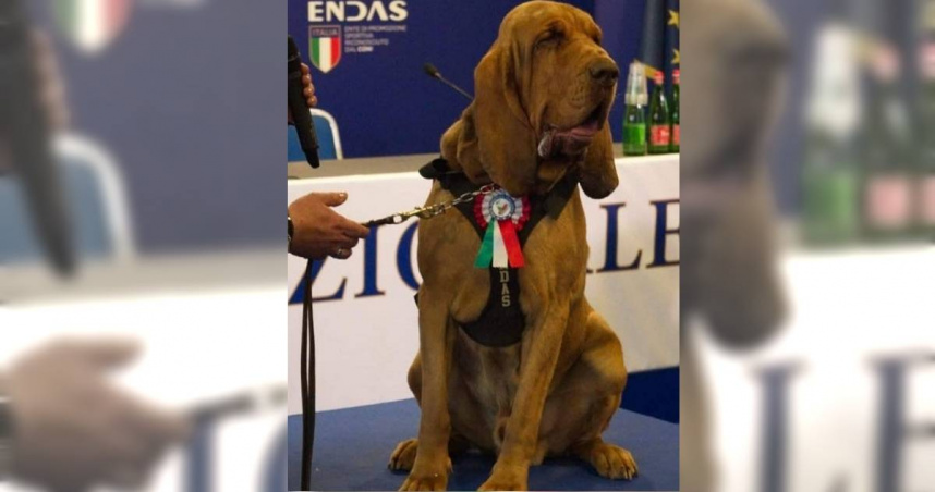 義大利一隻7歲英雄嗅探犬布魯諾（Bruno）疑似遭報復，害牠誤食「釘子香腸」內出血慘死。（圖／翻攝自臉書／Arcangelo Caressa）