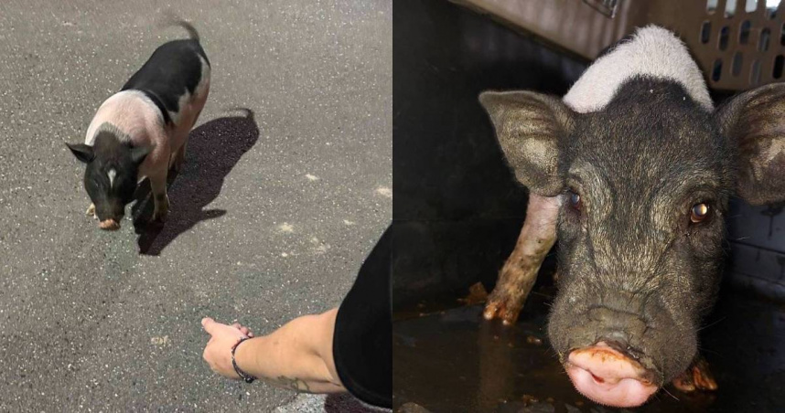 一頭約50公斤麝香豬疑遭棄養，在路上閒晃時啃食農民種植的農作物。（圖／翻攝自新北市動保處官網）