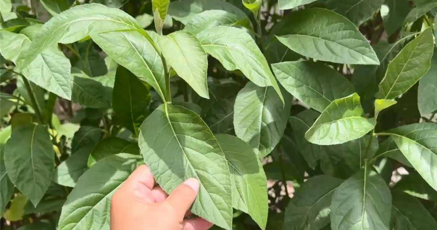 農民栽種的南非葉，外觀與有毒植物曼陀羅極為相似，易誤認。」（圖／報系資料照）