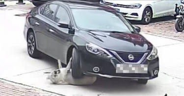 杭州一隻狗狗被轎車輾過，結果因為太胖毫髮無傷。（圖／翻攝自新浪新聞）