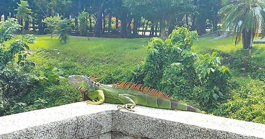 外來種綠鬣蜥時隔3年再度現蹤綠島，生態專家研判遭人棄養或遊客誤放。圖為綠鬣蜥示意圖。（圖／台東縣政府提供／中國時報蕭嘉蕙台東傳真）
