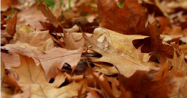 塔羅牌老師艾菲爾指出，農曆10月，是一年中能量逐漸沉澱、心靈開始回收整理的重要時節。（示意圖／翻攝pixabay）