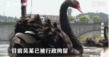 遭人氣黑天鵝啄咬!男打暈「抓回家燉湯」僅剩羽毛:不好吃