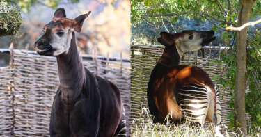 童話故事中的神祕動物!「非洲獨角獸」相貌曝光 全球僅2萬5千隻