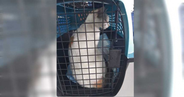 喵星人成運毒車手 潛入監獄當場被獄警逮捕