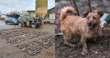 超驚人!呆萌犬豬舍玩耍7小時…捉出730隻肥老鼠