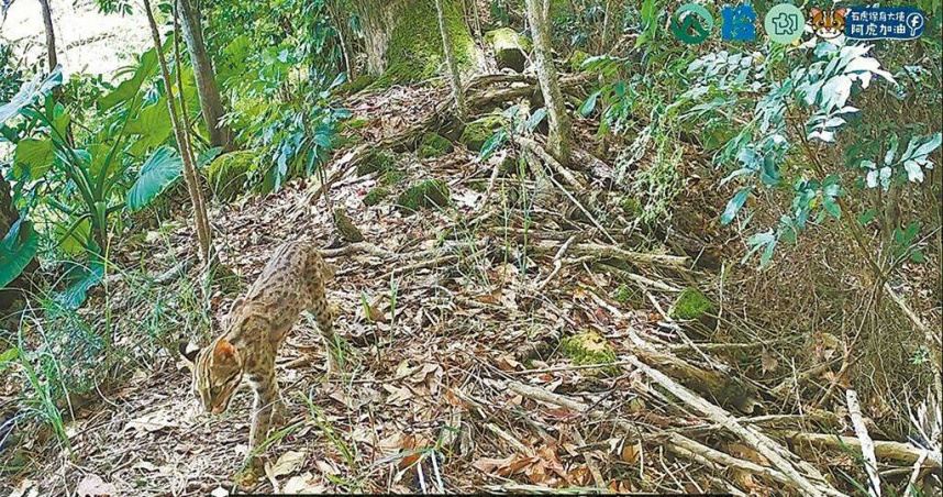 石虎生態服務給付計畫包括友善農地、巡護監測及家禽危害通報，即日起至31日可向南投縣府提出申請。（圖／林保署南投分署提供／中國時報楊靜茹南投傳真）