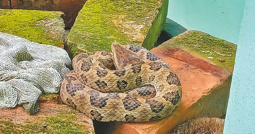 龜殼花習慣盤旋成一捆繩索狀，對獵物伺機而動。（圖／新北市動保處提供／中國時報張鎧乙新北傳真）