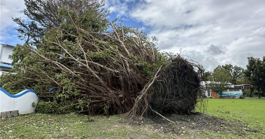 台東最美小學1棵老樹不敵強風倒下。（圖／中國時報蔡旻妤攝）