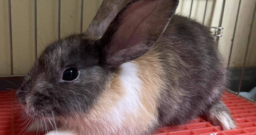 兔子也可以寵物登記。（圖／新北市動保處）