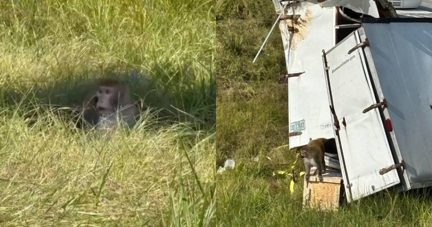 美國一輛載有恆河猴的卡車意外翻覆，車上6隻猴子逃出。（圖／翻攝自X／@MarioNawfal）