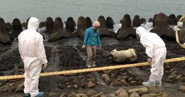 今年第一例!海漂豬再次現蹤金門 驗出「非洲豬瘟」病毒