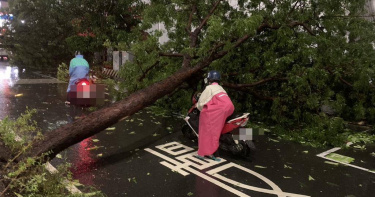 民族路上多棵路樹倒塌。（圖／中國時報郭良傑攝）