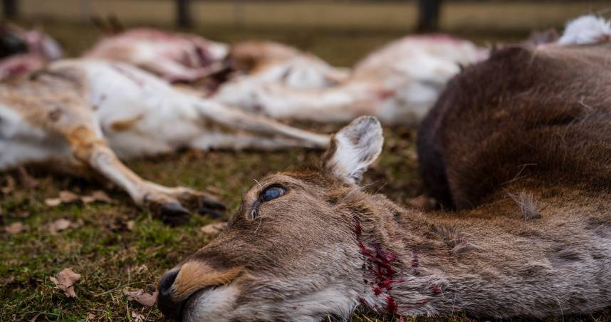 慢性消耗性疾病（CWD）又稱鹿慢性消耗病、狂鹿症，也就是俗稱的「殭屍鹿病」。（示意圖／達志／美聯社）