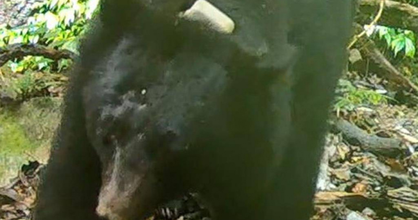 黑熊媽媽黃美秀團隊曾誘捕6隻公熊並裝上追蹤器野放，其中YNP-BB02失聯，因入侵花蓮縣中正部落現蹤。與去年在瓦拉米山風2號吊橋下遭槍擊的黑熊BB03是同一批。（圖／林保署花蓮分署提供）