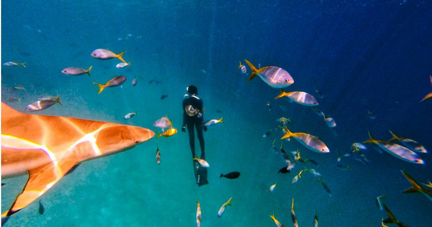 温貞菱與鯊魚共游。（圖／公視提供）