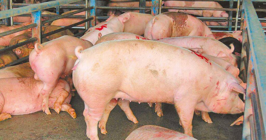 宜蘭肉品市場15日每公斤平均拍賣豬價100.51元，比去年同時期92.72元相較，1公斤足足漲8元，更躍上台灣本島最高價。（圖／中國時報吳佩蓉攝）