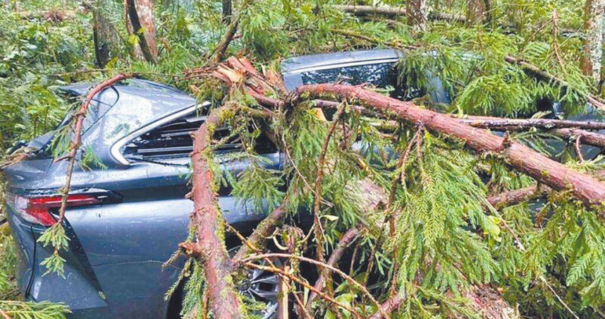 丹娜絲颱風快閃南投，狂風暴雨重創溪頭，滯留園區飯店有6名遊客的車輛遭倒伏大樹砸毀。（圖／溪頭自然教育園區提供／中國時報楊靜茹南投傳真）