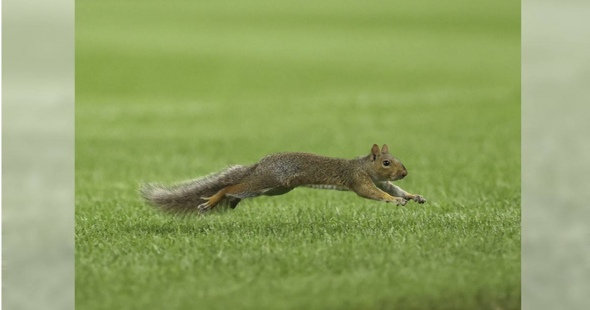 一隻松鼠誤闖美國職棒大聯盟的賽場，成為卡牌公司的主角之一。（圖／達志／美聯社）