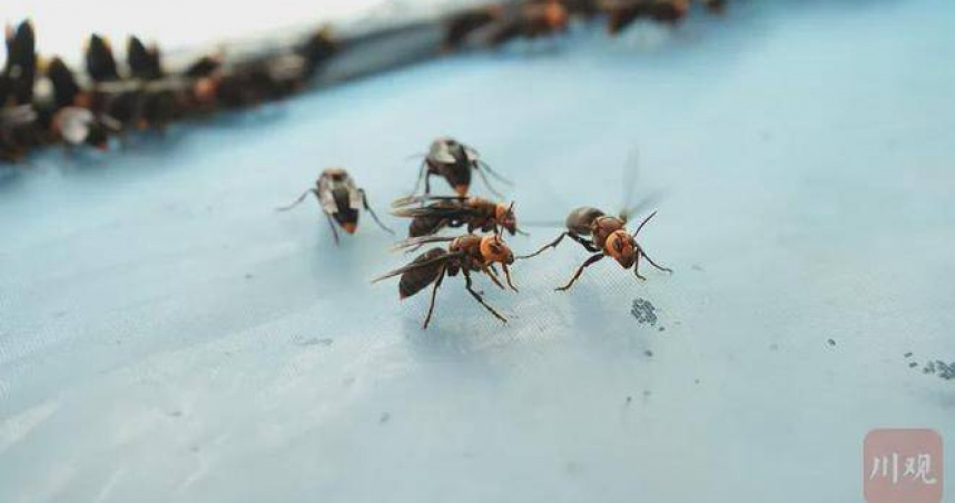 專家認為養蜂人未作安全控管致人死亡，兩戶須賠償。（圖／川觀新聞）